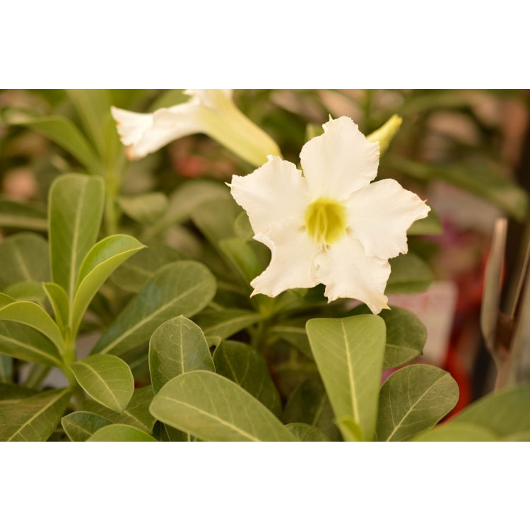 ADENIUM WHITE [Sz:140MM]