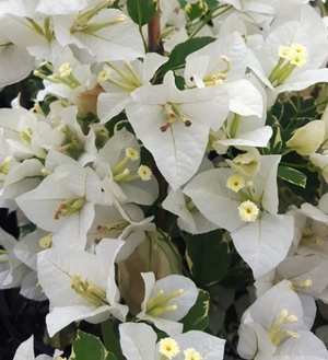 BOUGAINVILLEA BAMBINO [Sz:140MM Col:WHITE]