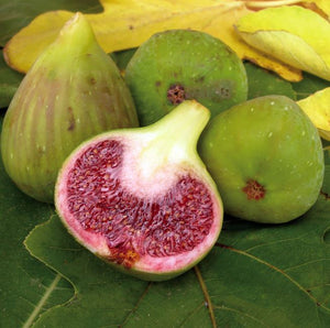 FIG WHITE ADRIATIC [Sz:15LT]