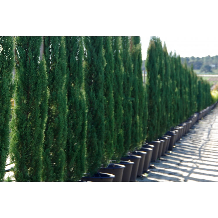 Cupressus semp Glauca Pencil Pine / Mediterranean Cypress [Sz:90L]