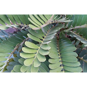 ZAMIA FURFURACEA [Sz:40CM]