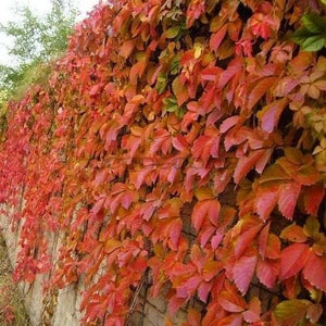 PARTHENOCISSUS QUINQUEFOLIA [Sz:140MM]