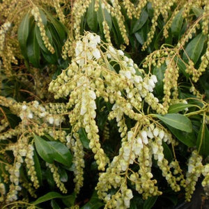 Pieris japonica 'Snow Queen'