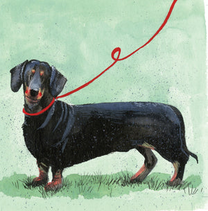 Dachshund