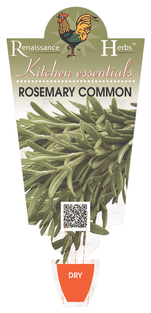 ROSEMARY WHITE 100MM