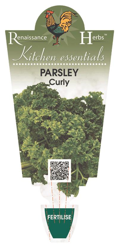 Parsley Curly