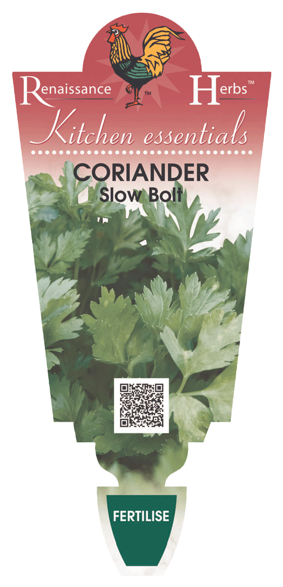 CORIANDER SLOW BOLT 100MM