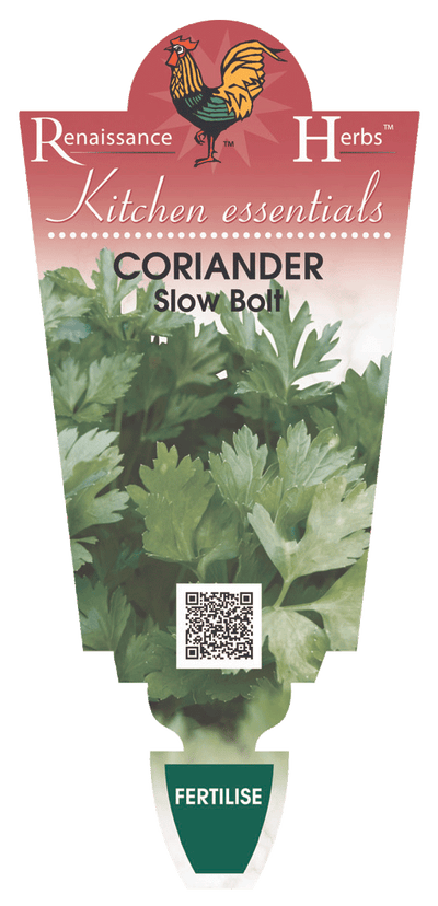 CORIANDER SLOW BOLT 100MM