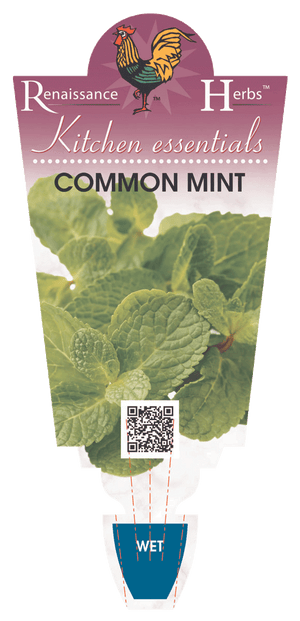 MINT COMMON 100MM