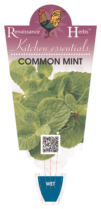 MINT COMMON 100MM