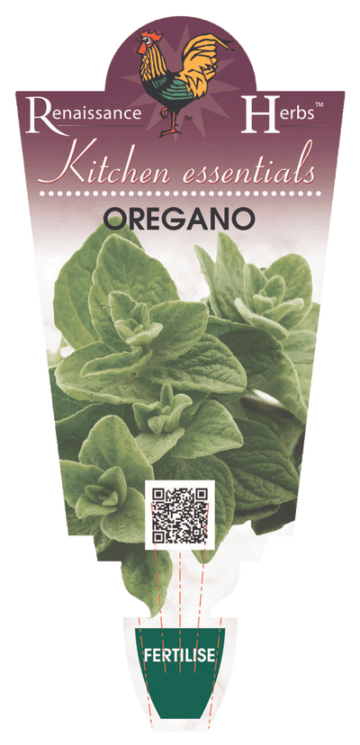 OREGANO 100MM