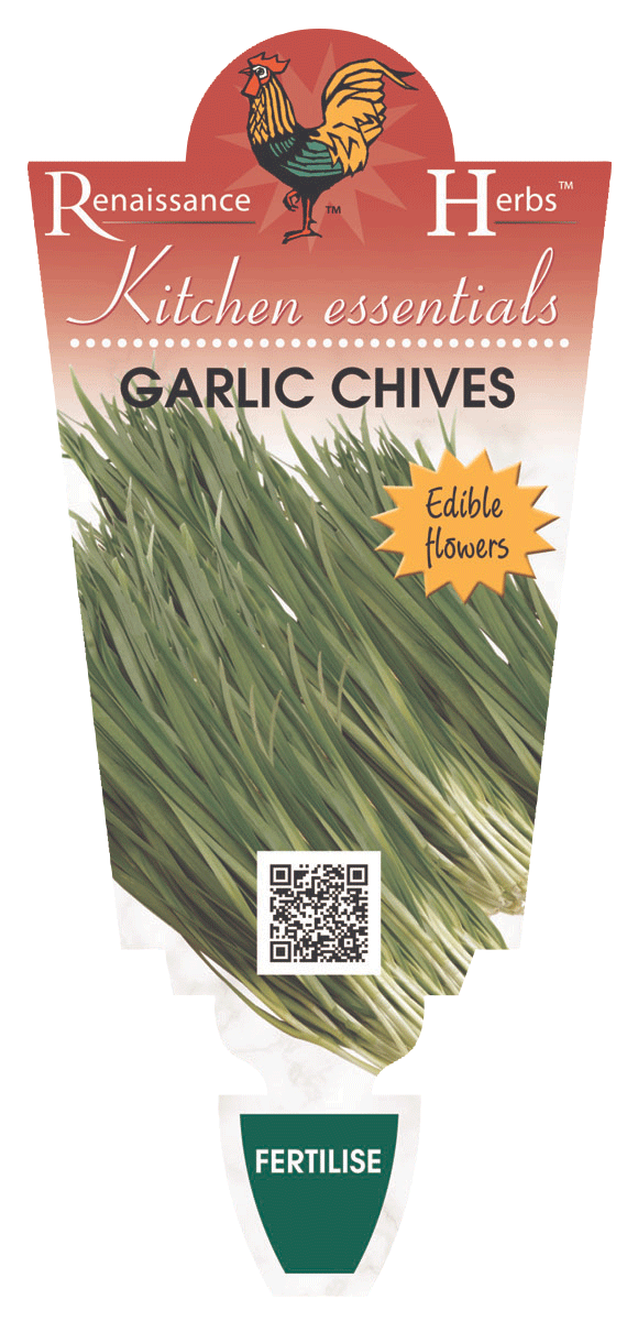 CHIVES GARLIC 100MM