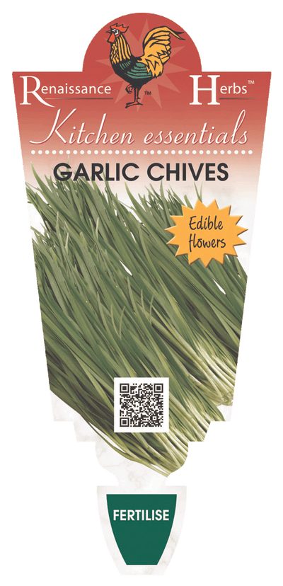 CHIVES GARLIC 100MM