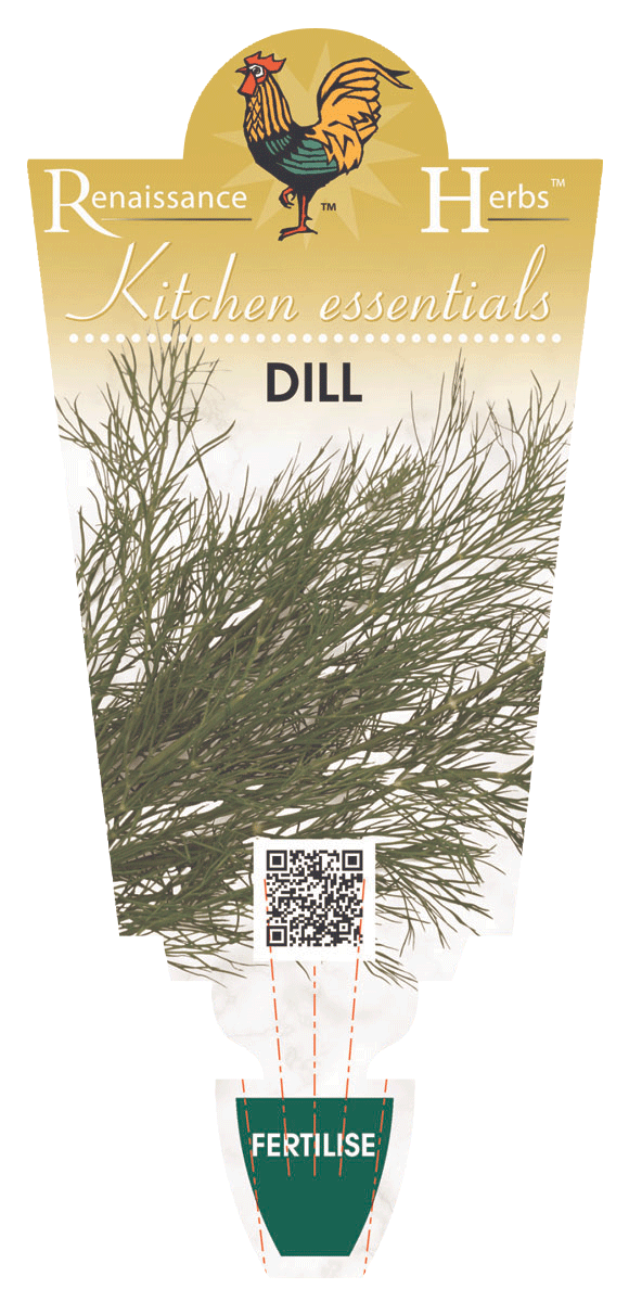 DILL 100MM