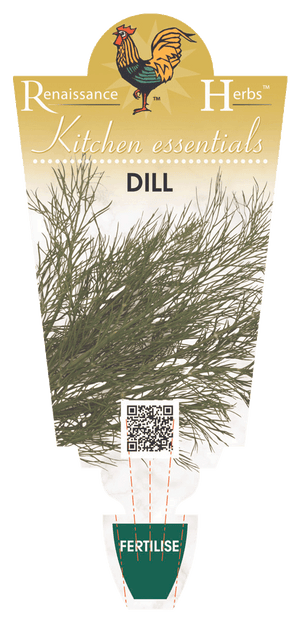 DILL 100MM