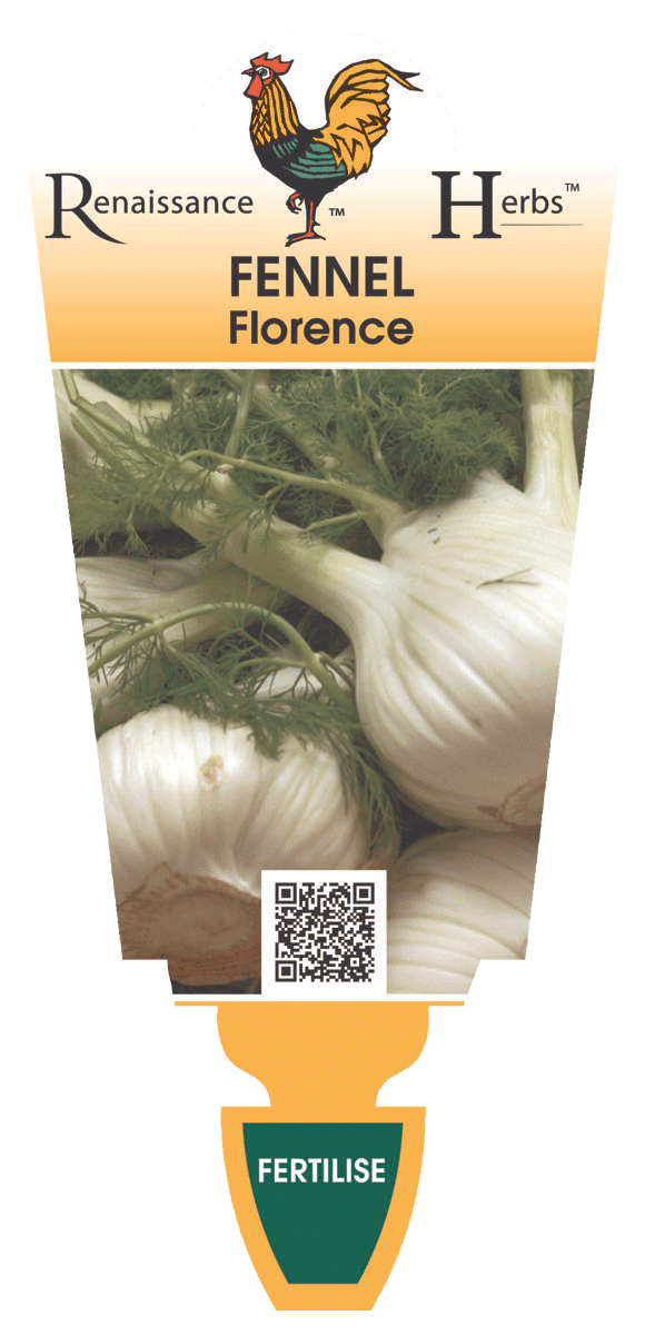 FENNEL FLORENCE 100MM