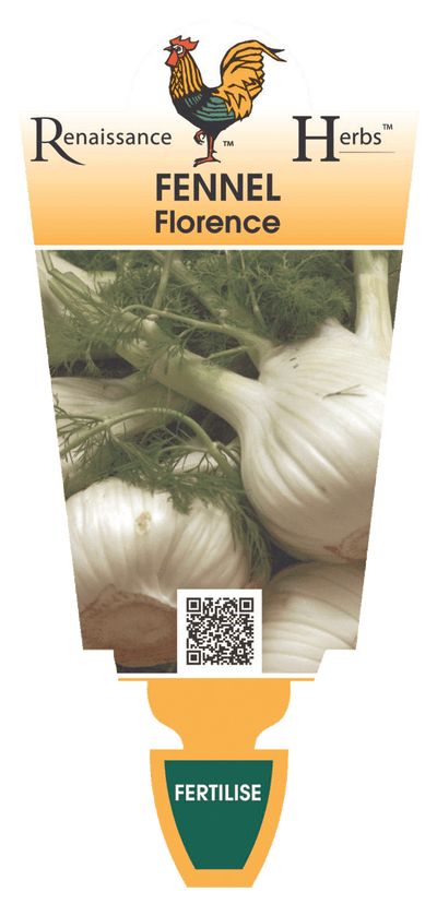 FENNEL FLORENCE 100MM