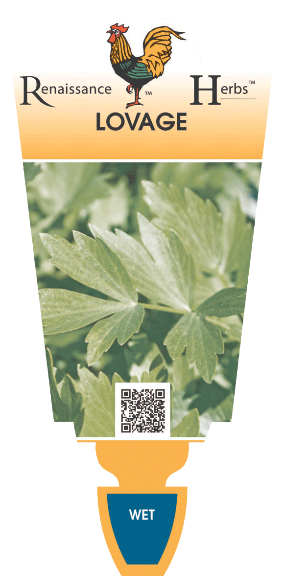 LOVAGE 100MM