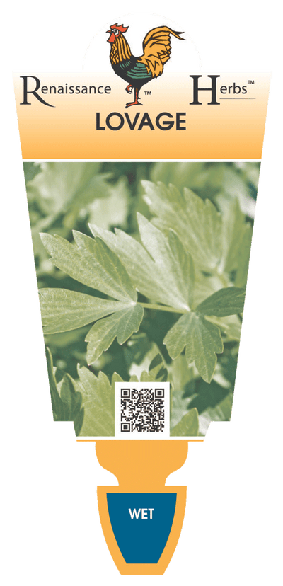 LOVAGE 100MM