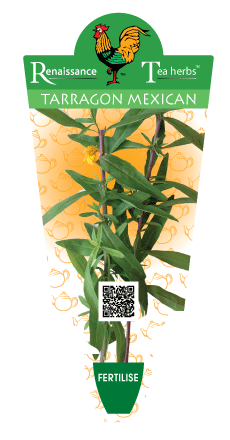 TARRAGON MEXICAN 100MM