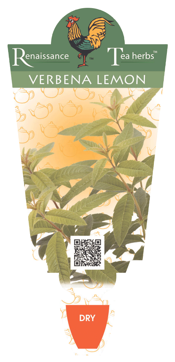 VERBENA LEMON 100MM