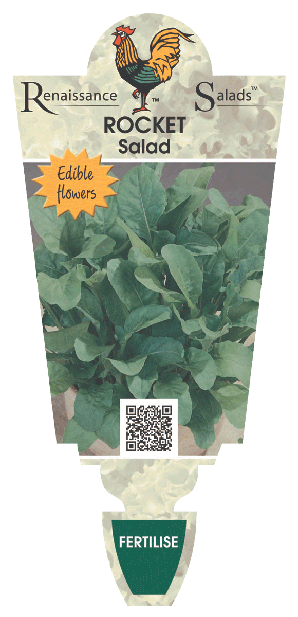 ROCKET SALAD 100MM