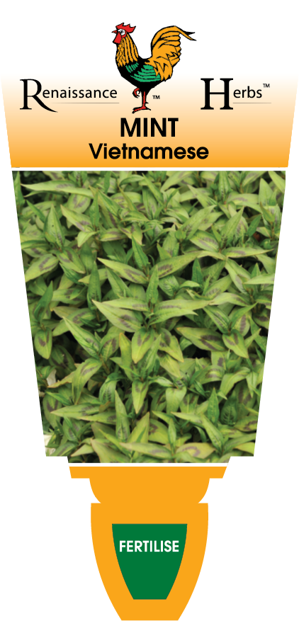 Vietnamese Mint
