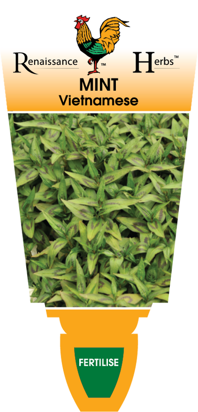 Vietnamese Mint