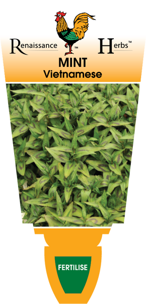 Vietnamese Mint