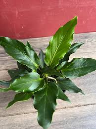 ANTHURIUM PLOWMANII
