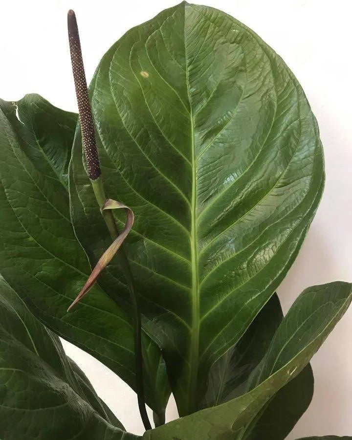 ANTHURIUM JEMANII