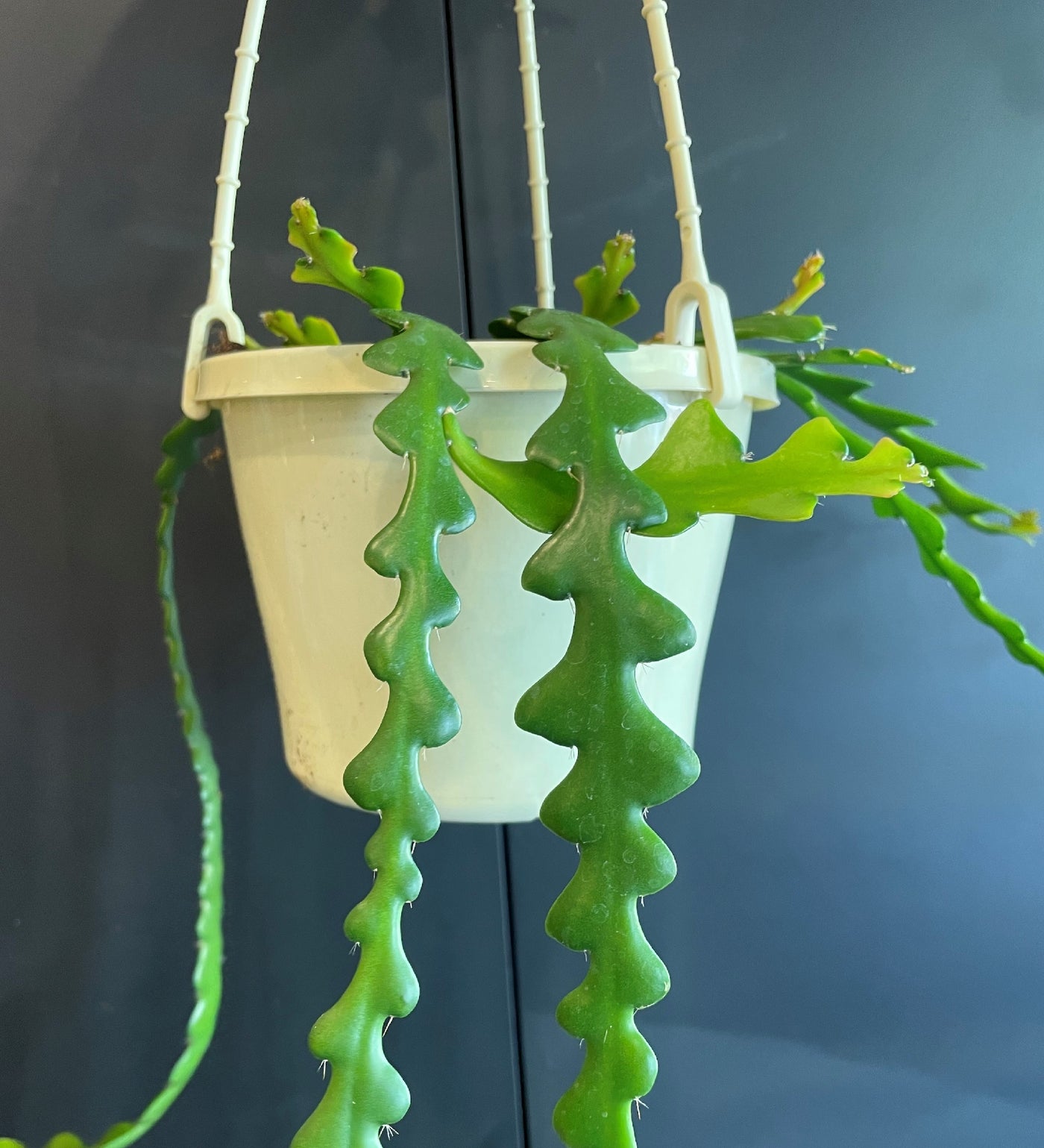 Epiphyllum anguliger - Zig Zag Cactus
