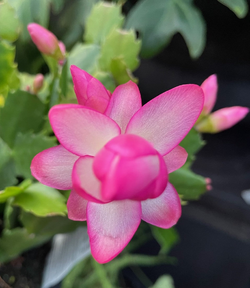 zygo cactus soil Zygo Cactus Mixed 120mm – Garden Affair a Living Gift