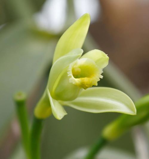VANILLA BEAN [Sz:120MM]