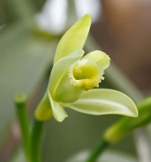 VANILLA BEAN [Sz:120MM]