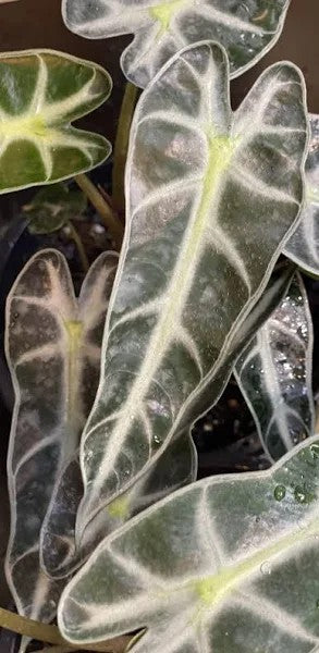 ALOCASIA AMAZONICA BAMBINO