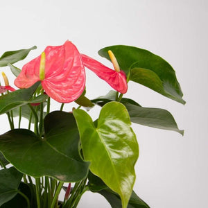 ANTHURIUM [Sz:120MM]