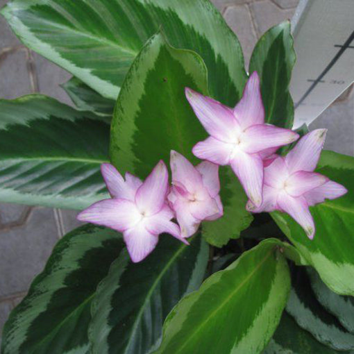 CALATHEA BICAJOUX