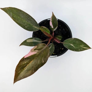 PHILODENDRON PINK PRINCESS [Sz:120MM]