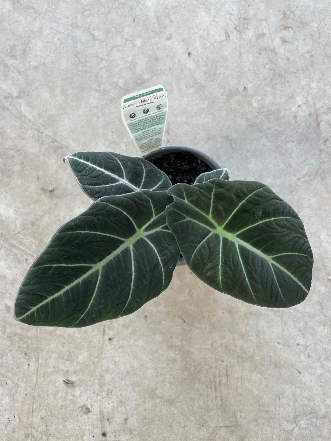 ALOCASIA BLACK VELVET