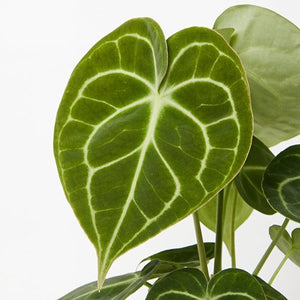 ANTHURIUM CLARINERVIUM [Sz:120MM]