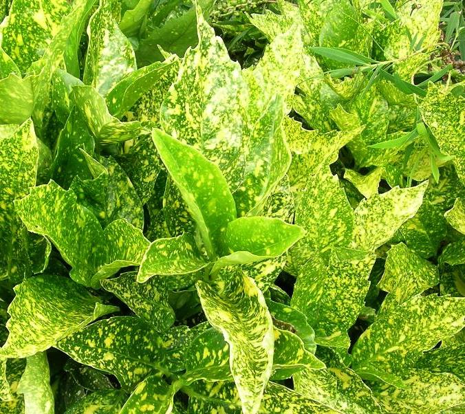 AUCUBA JAPONICA
