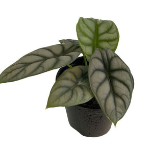 ALOCASIA - SILVER DRAGON [Sz:120MM]