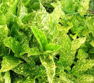 AUCUBA JAPONICA [Sz:150MM]