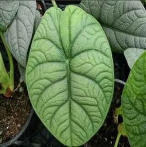 ALOCASIA MELO [Sz:120MM]