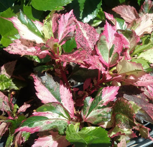 HIBISCUS ROSE FLAKE [Sz:170MM]