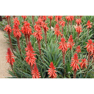 ALOE ALWAYS RED [Sz:140MM]