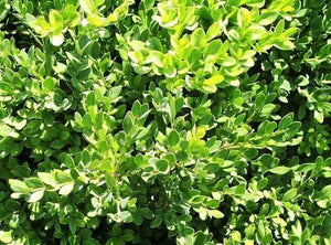 BUXUS MICROPHYLIA JAPONICA [Sz:140MM]