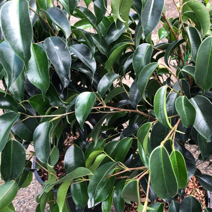Ficus Midnight Beauty PBR