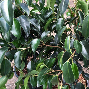 Ficus Midnight Beauty PBR